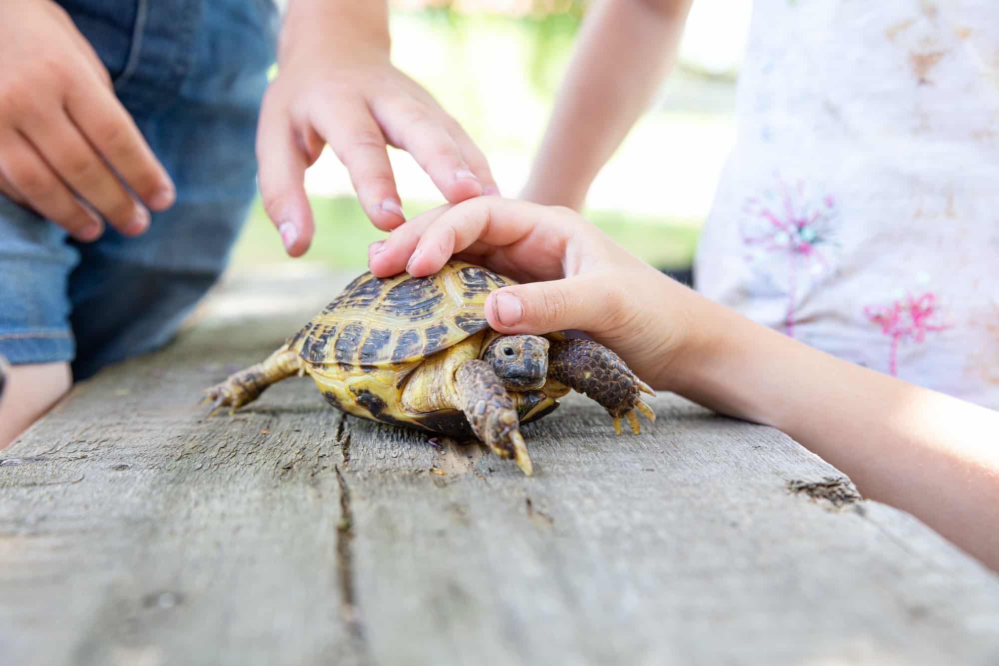 Children hold the Central Asian turtle by the shell with their hands and stroke it.