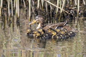Duck with ducklings in pond